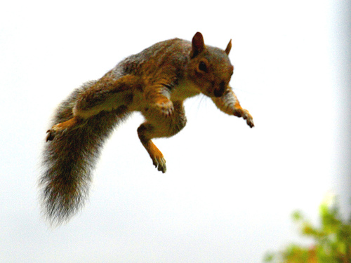 flying_squirrel.jpg