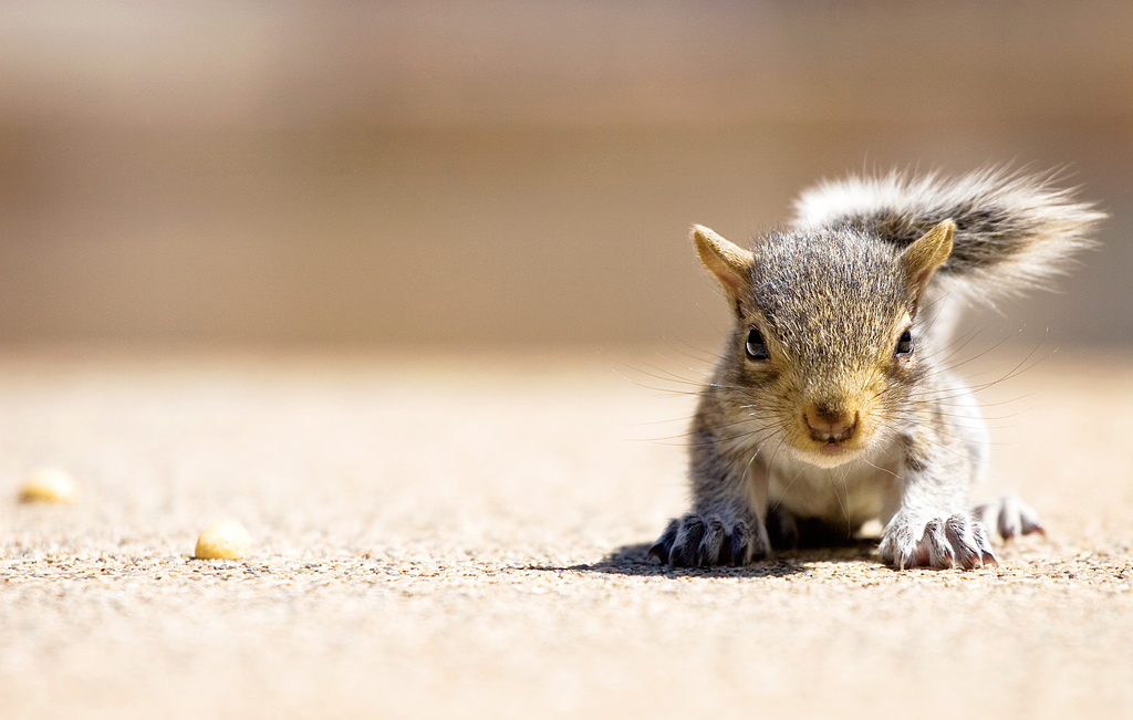 Baby Squirrel is watching you…  WebSquirrels Lolz