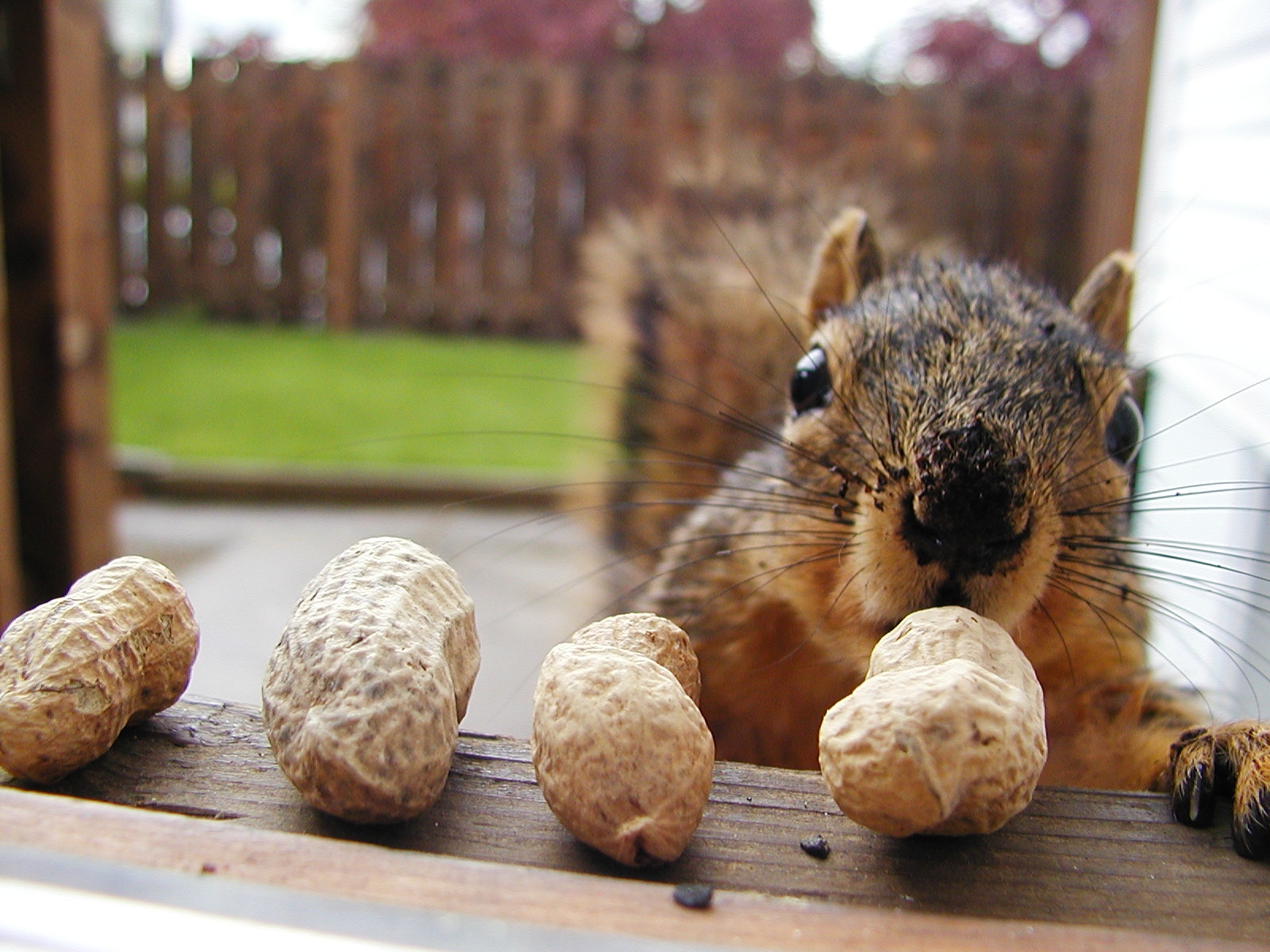 squirrel-nuts2go3.jpg